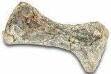 Fossil Mosasaur (Platecarpus) Limb Bone - South Dakota #322099-1